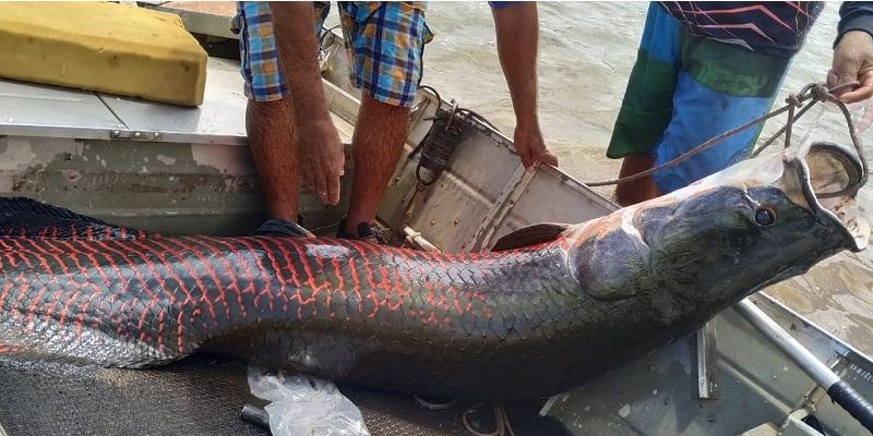 Pirarucu de 73 kg é fisgado por pescador em rio da região