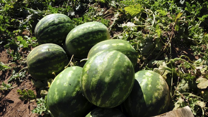 Dois homens são presos após furtarem melancias de produtor de Auriflama