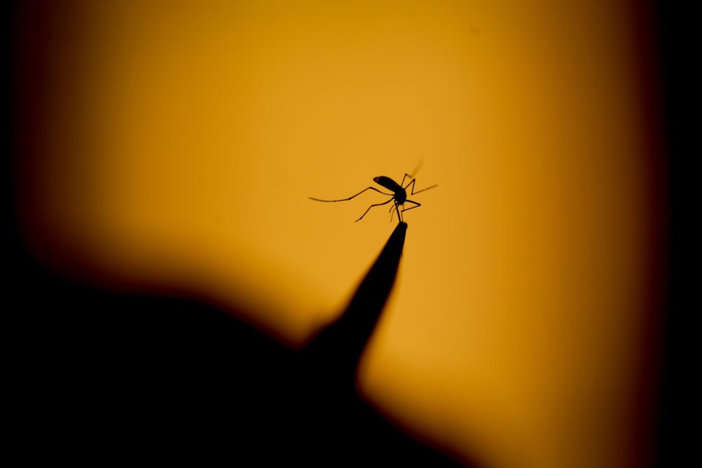 General Salgado anuncia mutirão de combate a dengue