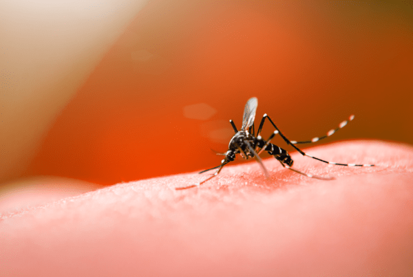 Auriflama registra 114 casos de dengue em 2020