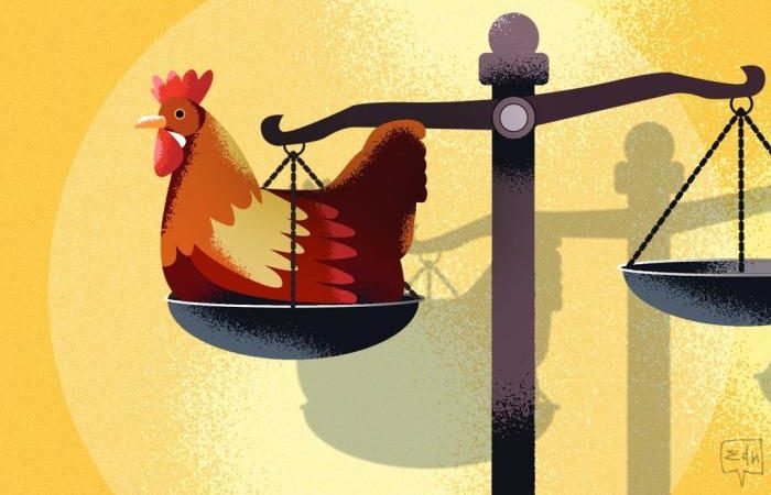 Crônica: O furto das galinhas