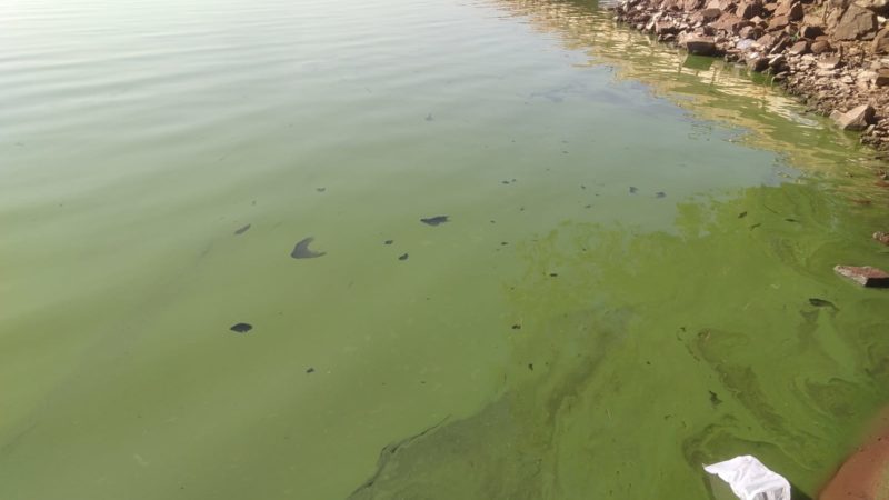 ​Microalgas tomam conta do​ rio​ Tietê, deixam água verde e matam centenas de peixes
