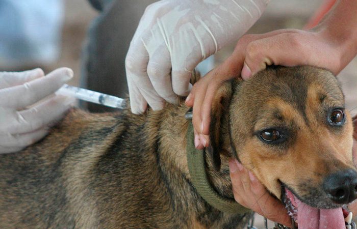 Prefeitura de Auriflama disponibiliza vacina antirrábica para cães e gatos