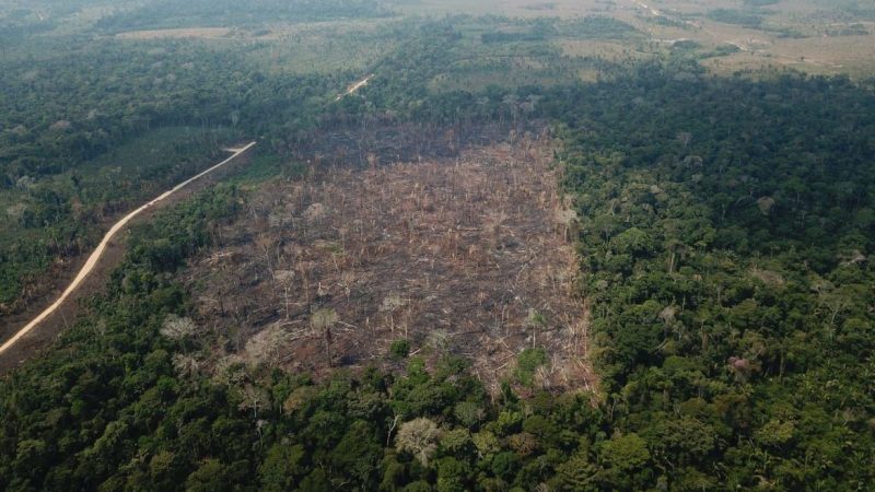 Desmatamento impulsiona emissões de CO2 no Brasil em 2020