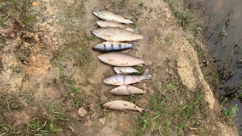 Polícia Ambiental encontra peixes mortos em rio