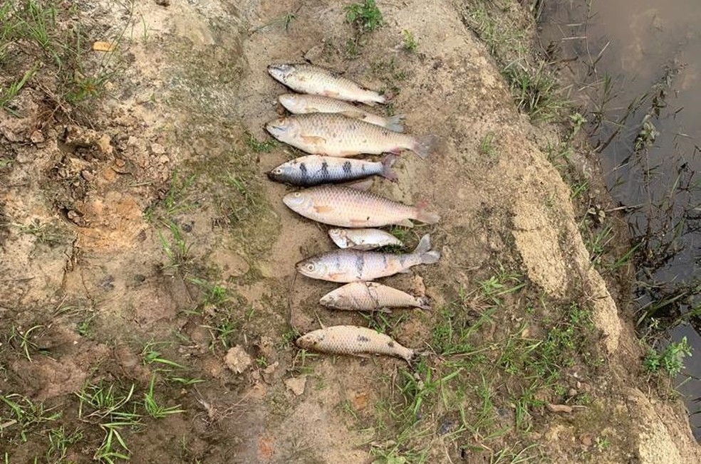 Polícia Ambiental encontra peixes mortos em rio