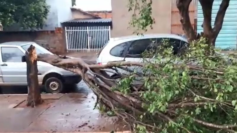 Chuva forte derruba árvores em praça em cidade da região