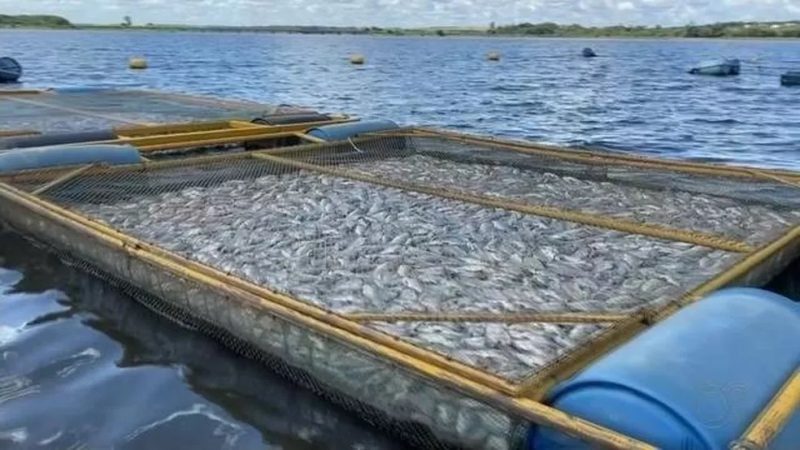 Criador estima ter tido prejuízo de quase R$ 1 milhão com peixes encontrados mortos na região