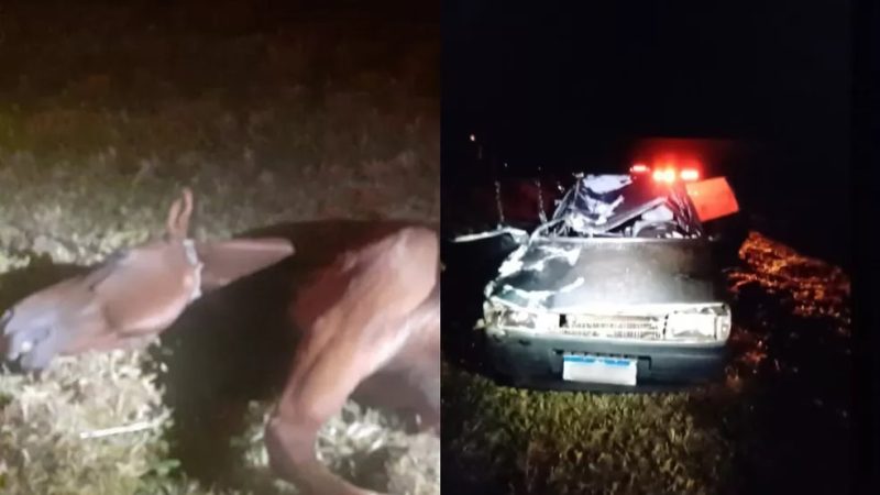 Carro atropela cavalo e mulher morre em acidente em rodovia