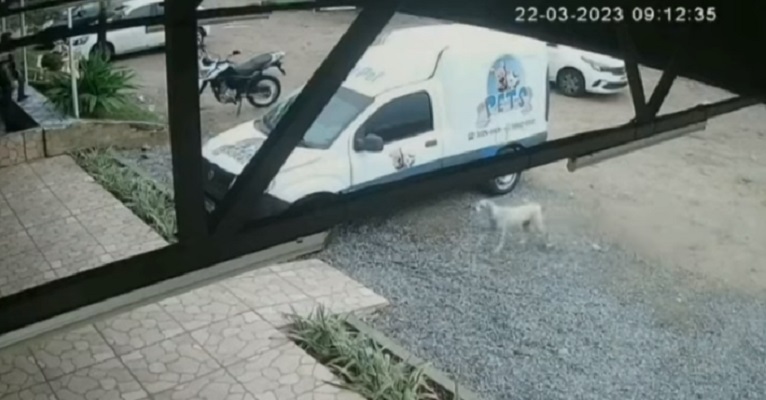 Cadela desaparecida percorre 13 km até achar pet shop em que foi adotada
